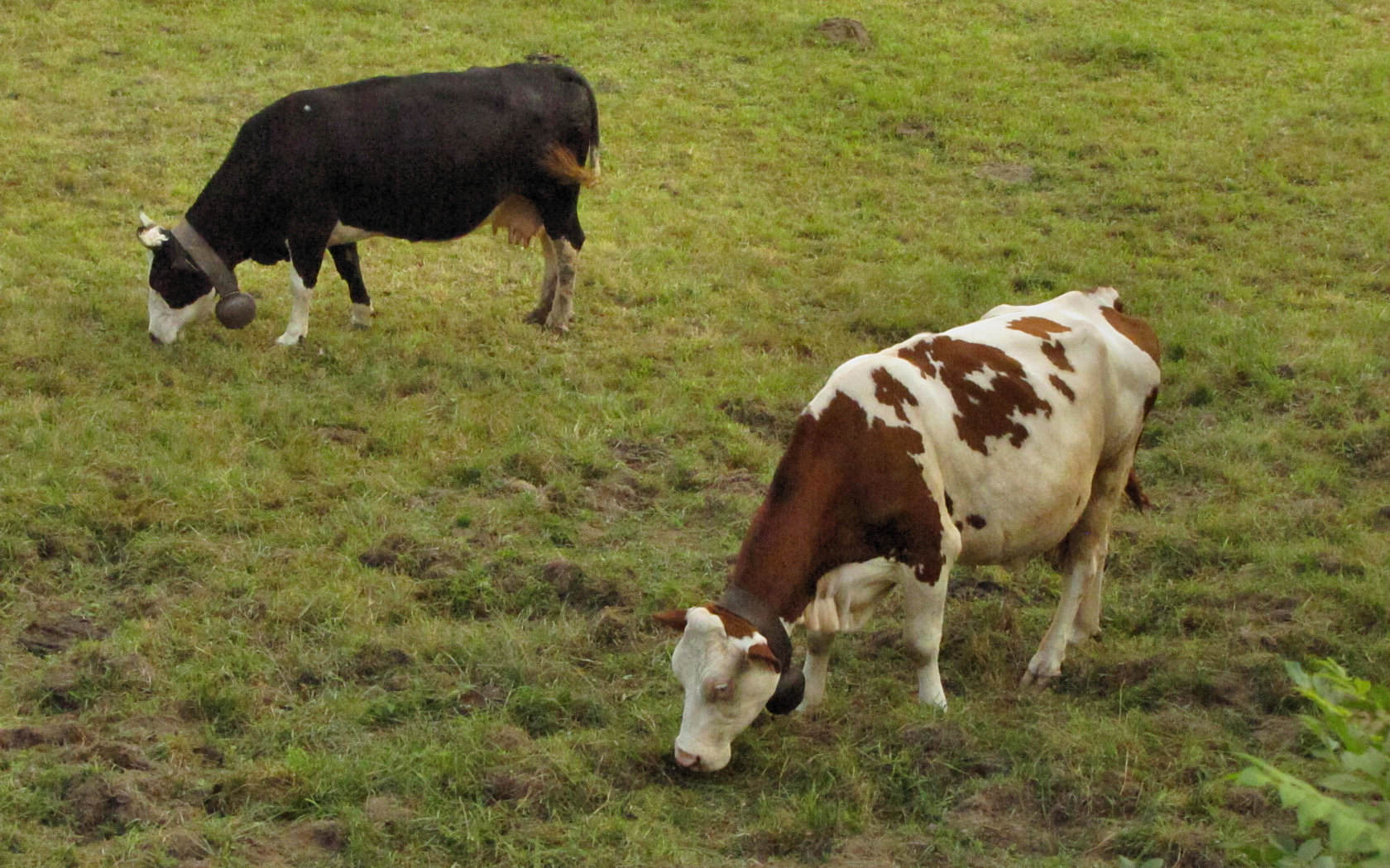 Animali al pascolo
